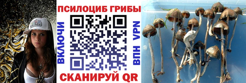 купить наркотики сайты  Камызяк  Галлюциногенные грибы MAGIC MUSHROOMS 